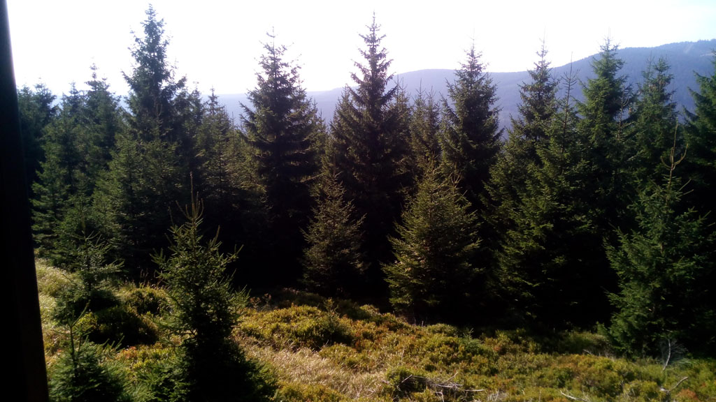 Parque Nacional del Harz, en que abundan los abetos y pinos negros.