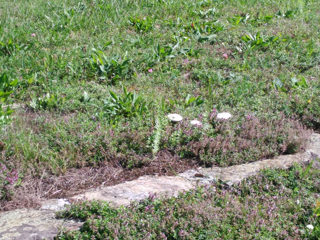 En el pabellón arrasado de los judíos aún hay vida...
